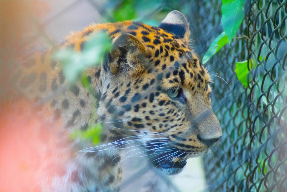 leopard in close up photography