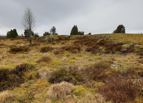 A rural landscape with grassy terrain and patches of heather. A few scattered trees and rocks are visible under an overcast sky.