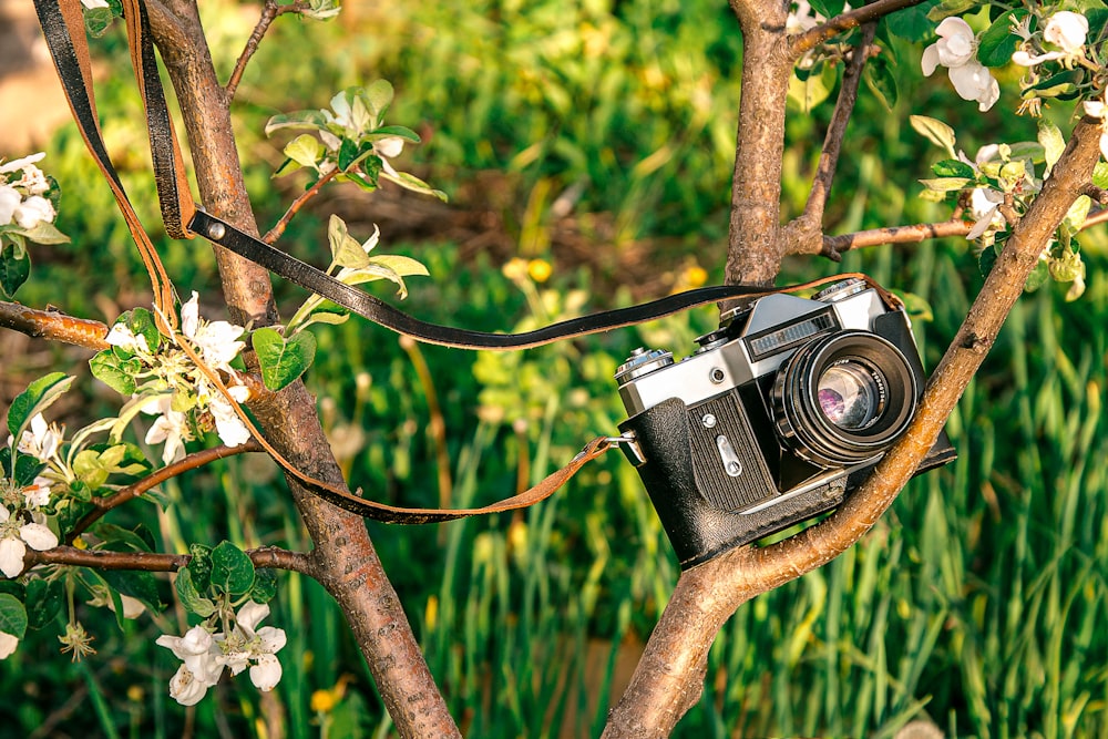 black and silver dslr camera on brown tree branch