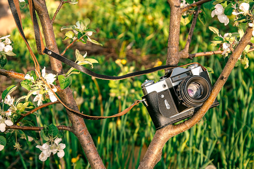 Fotocamera DSLR nera e argento su un ramo di un albero marrone