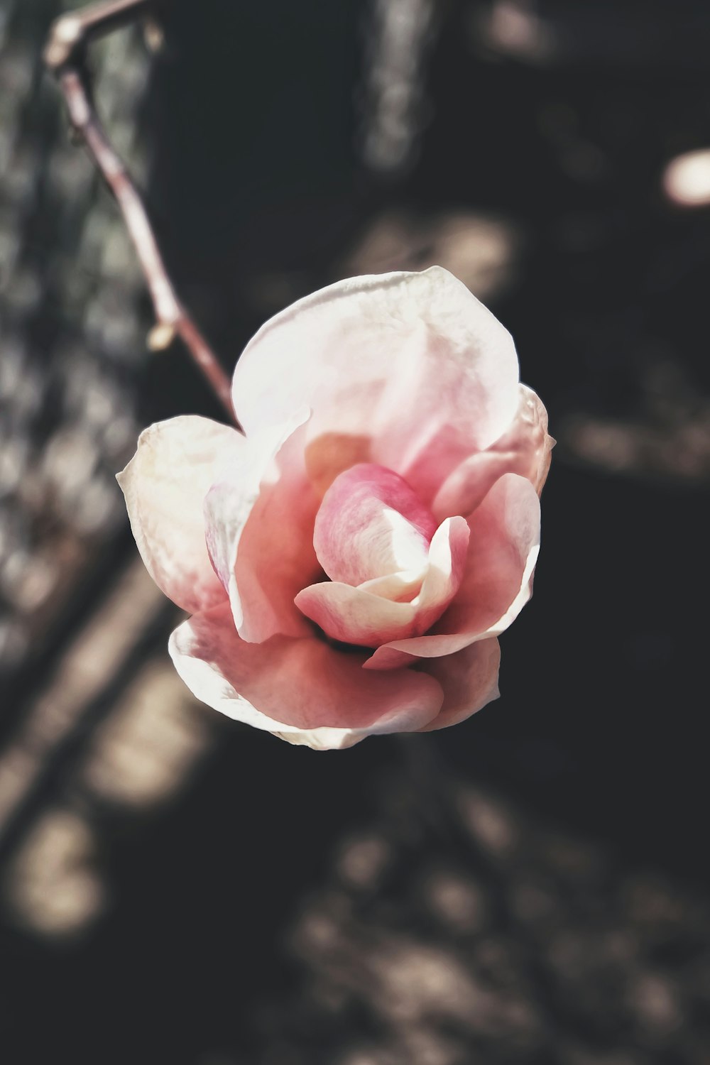 pink rose in bloom during daytime