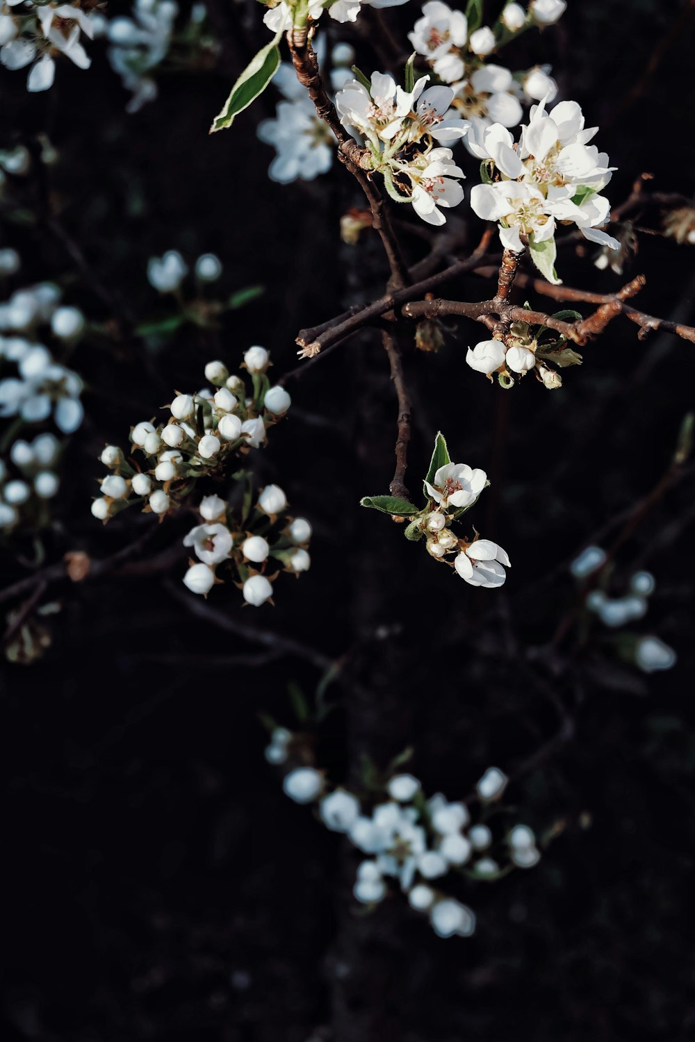 white flowers in tilt shift lens