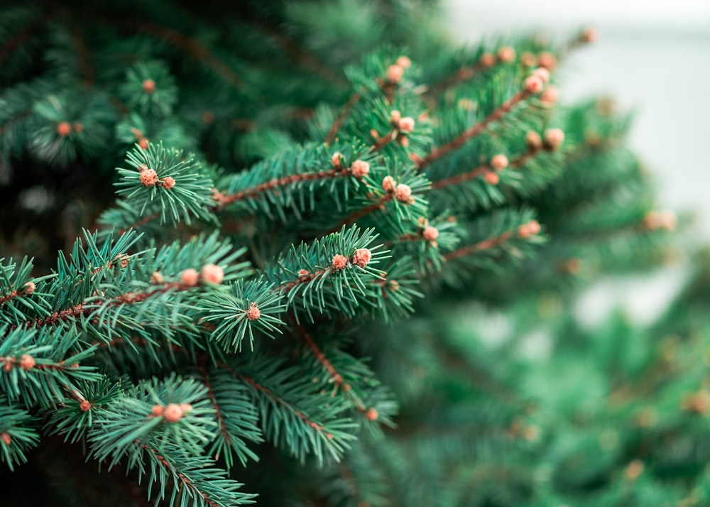 green pine tree with red fruit