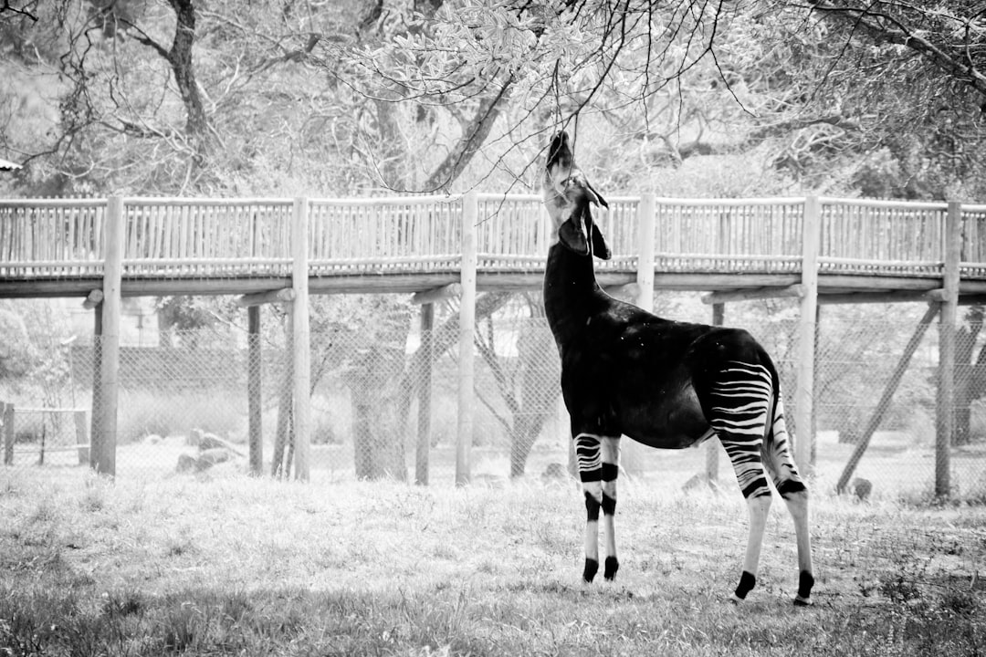 grayscale photo of a horse on a grass field