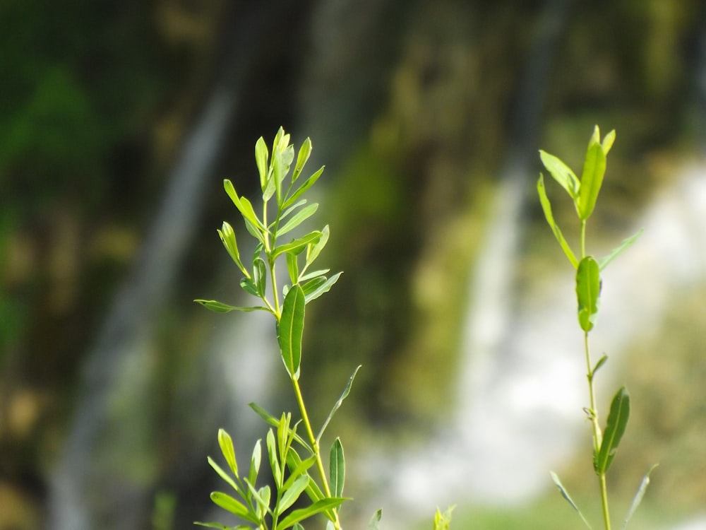 green plant in tilt shift lens