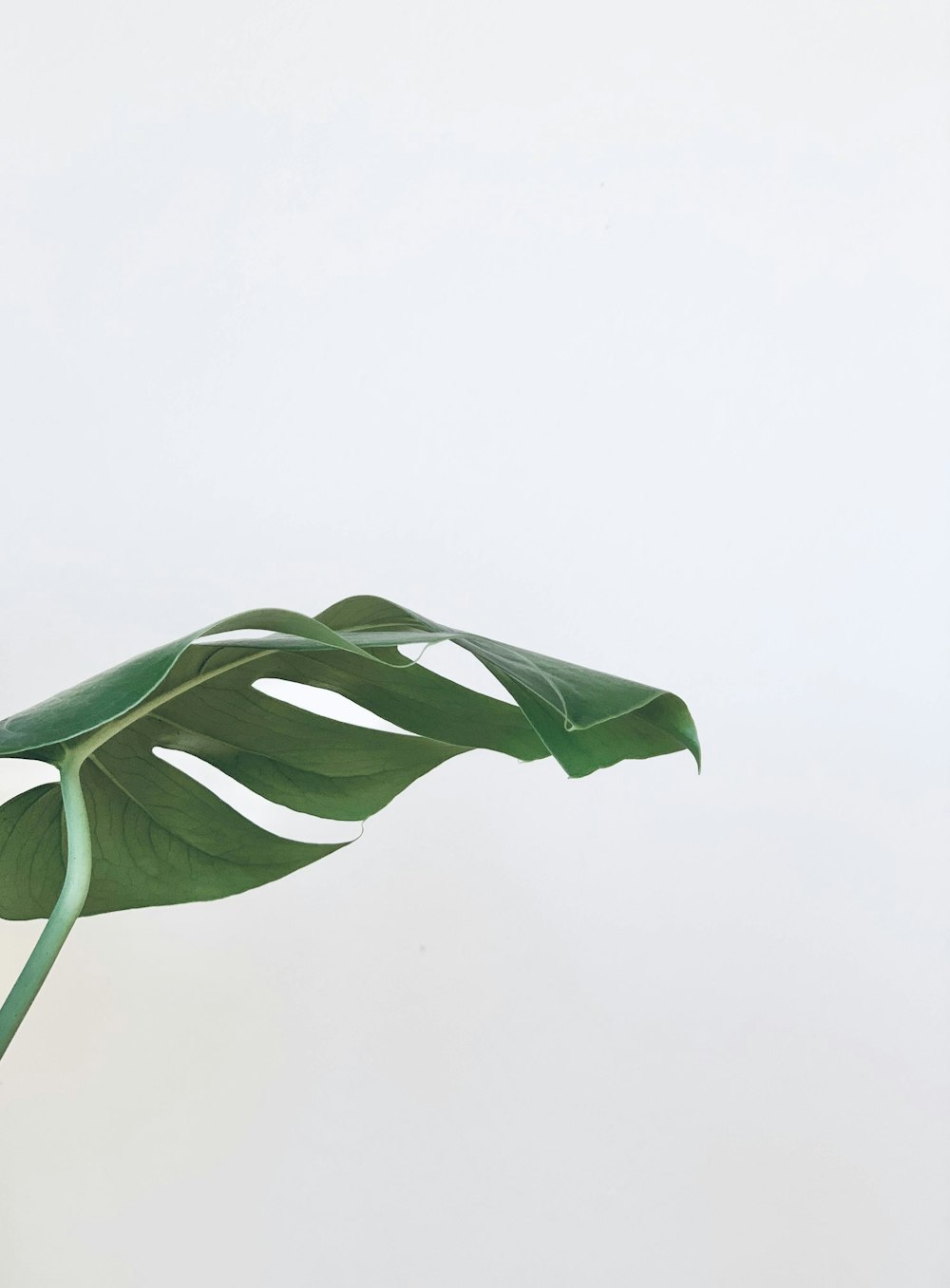 green leaves on white surface