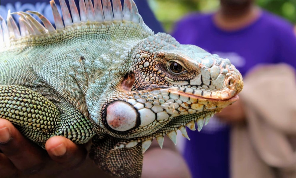 green and brown bearded dragon