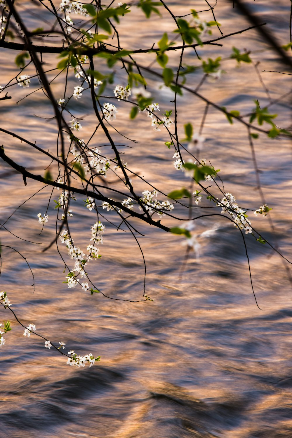 green plant on body of water