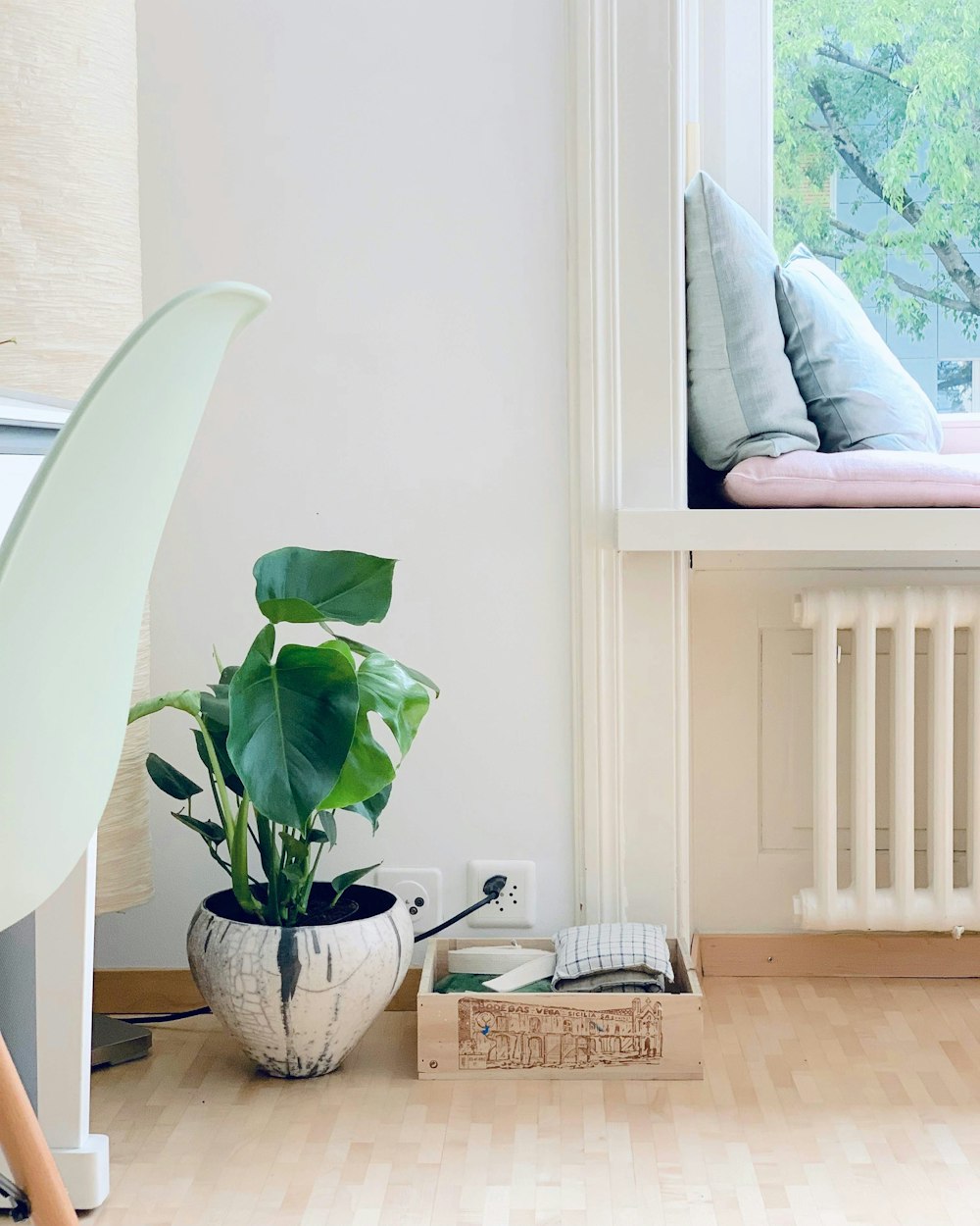 green plant on white ceramic pot