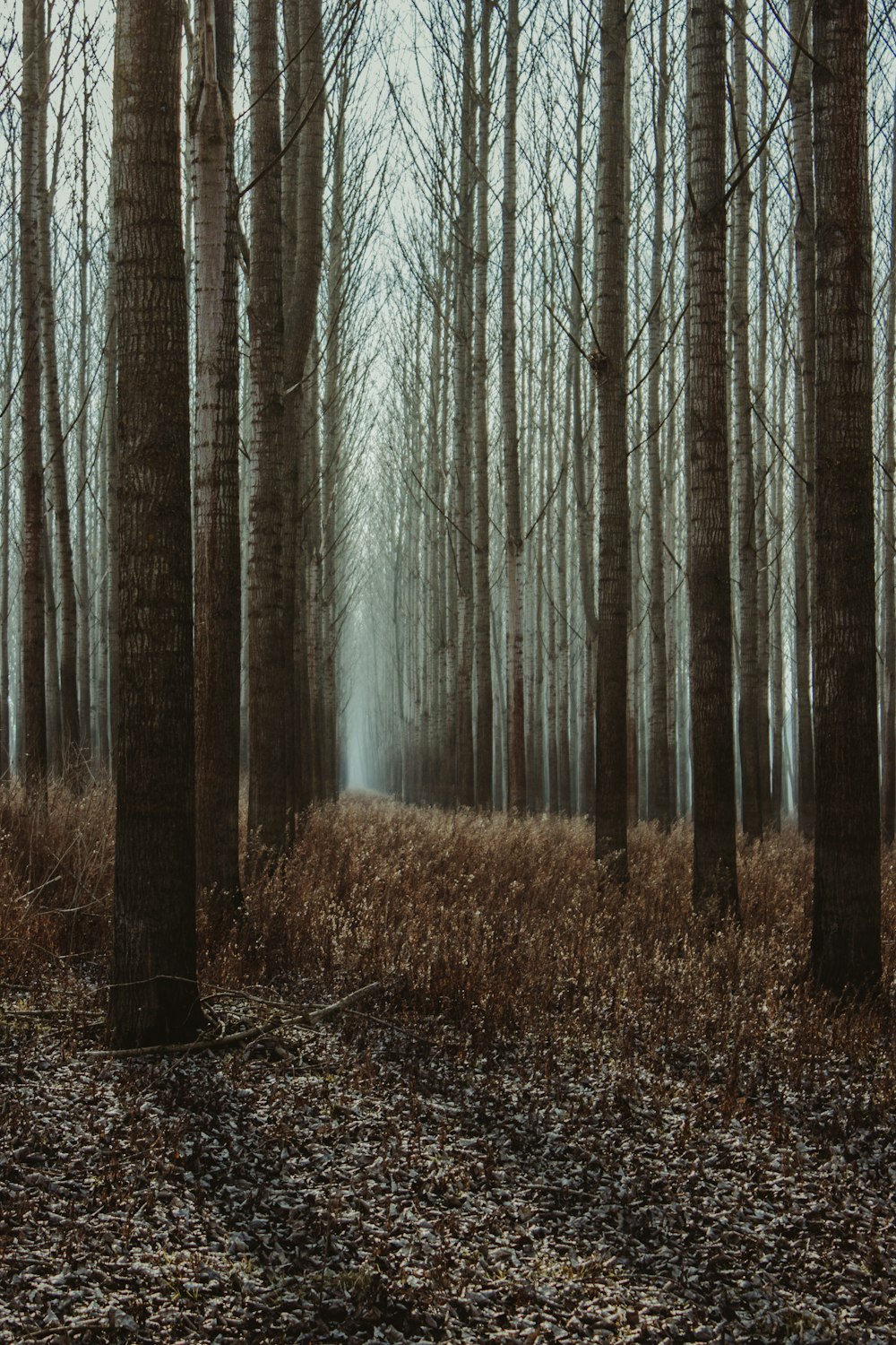 brown trees on brown grass field during daytime