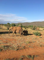 A majestic elephant family crossing the golden plains of the Serengeti.