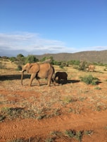 An elephant family crossing a sunlit savannah with acacia trees in the background.