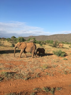 An elephant family crossing a sunlit savannah with acacia trees in the background.