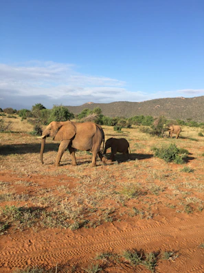 A majestic elephant family crossing the golden plains of the Serengeti.