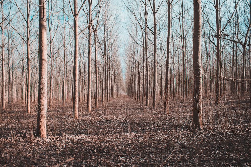 leafless trees on brown dried leaves on ground