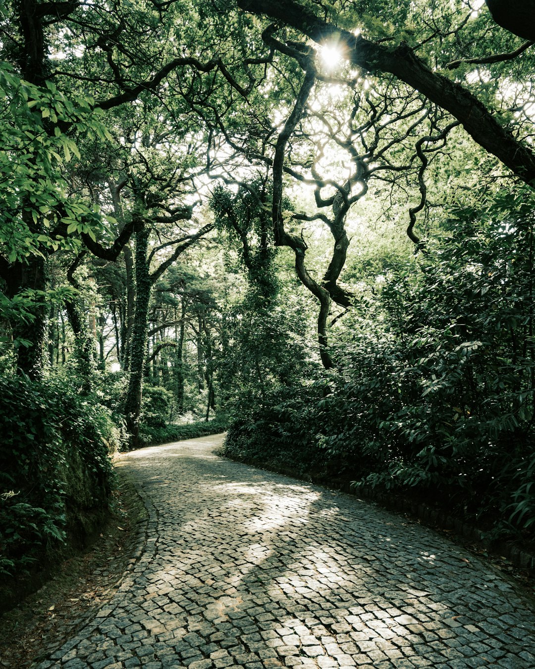 gray concrete road between green trees during daytime