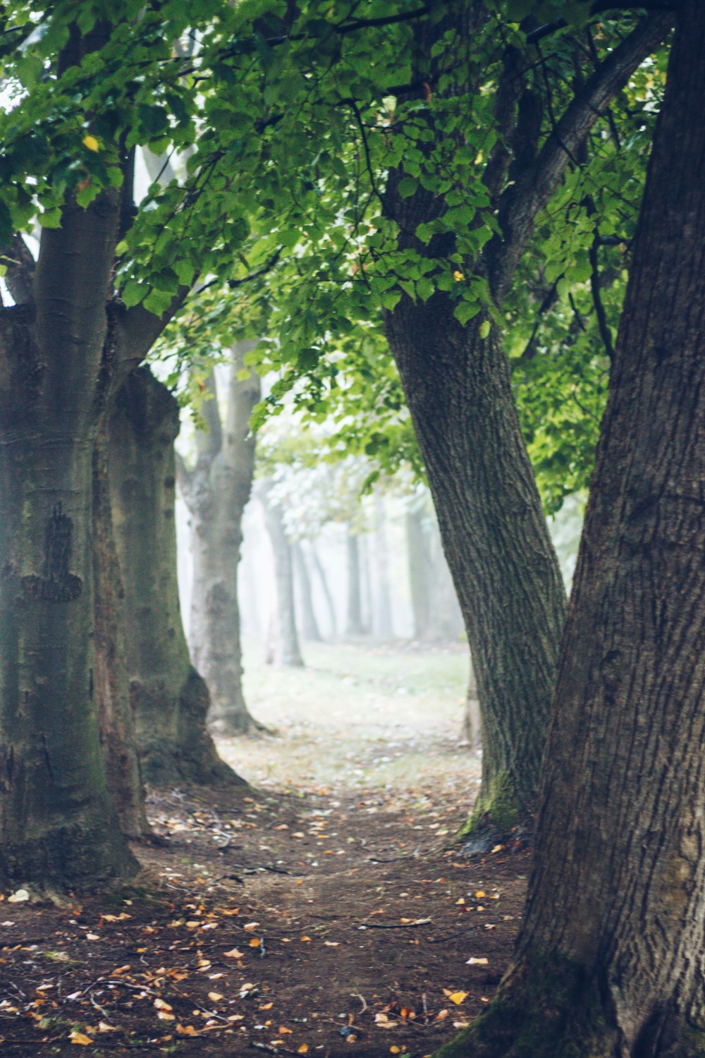 green tree trunk during daytime