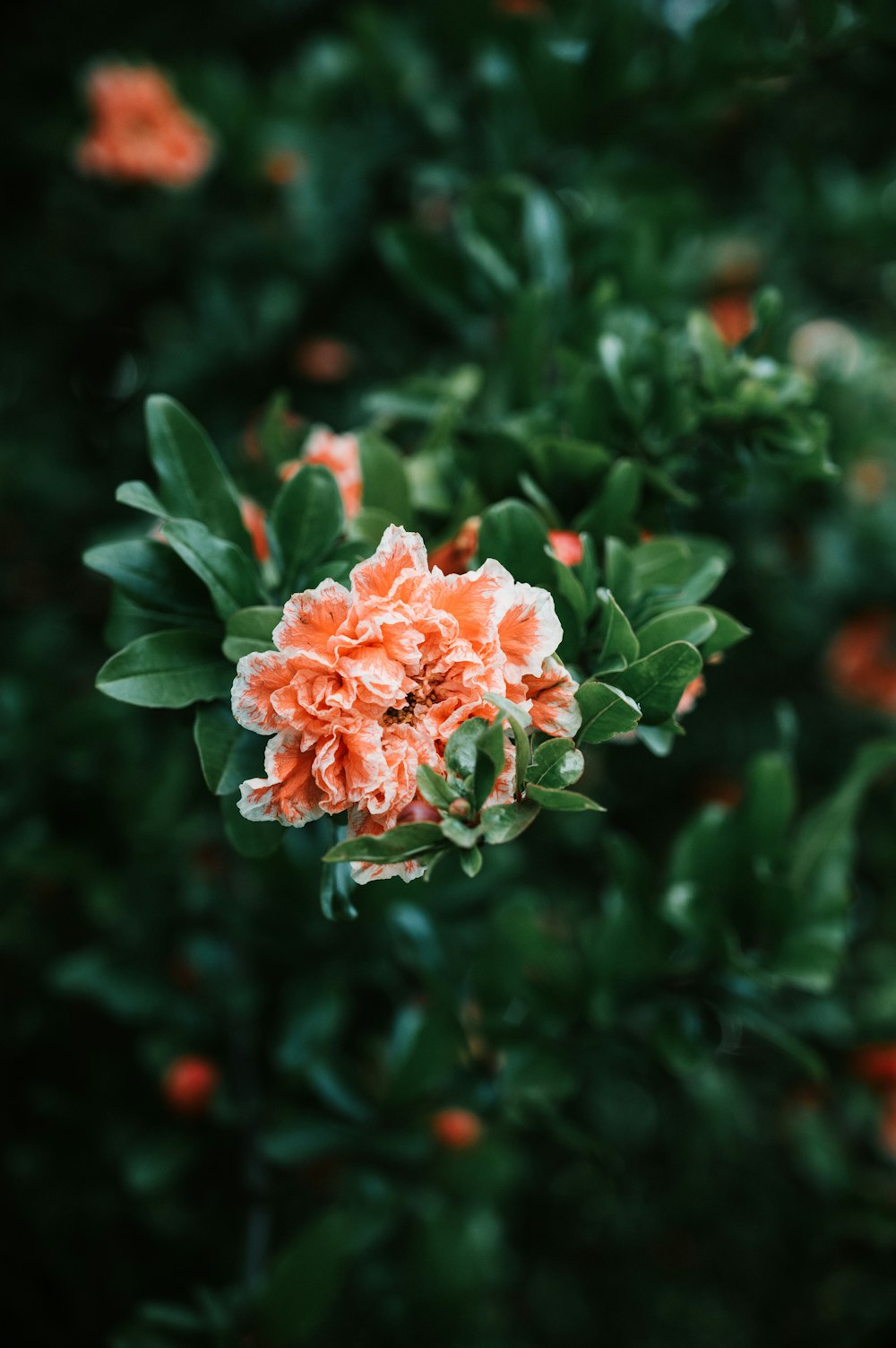 red and white flower in tilt shift lens