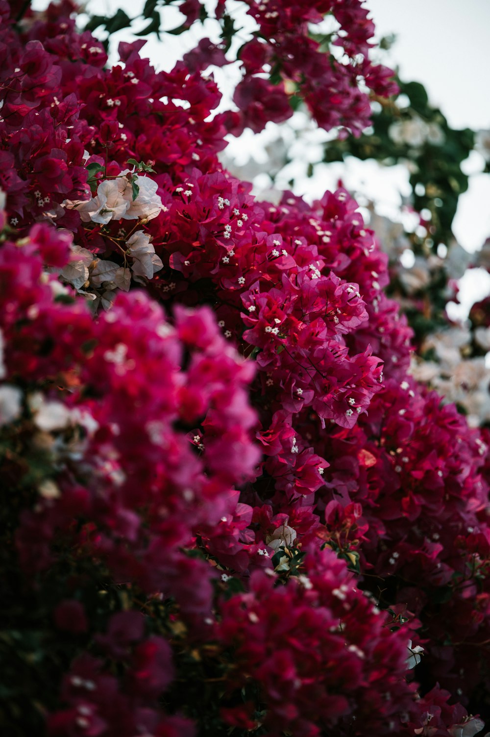 pink flowers in tilt shift lens