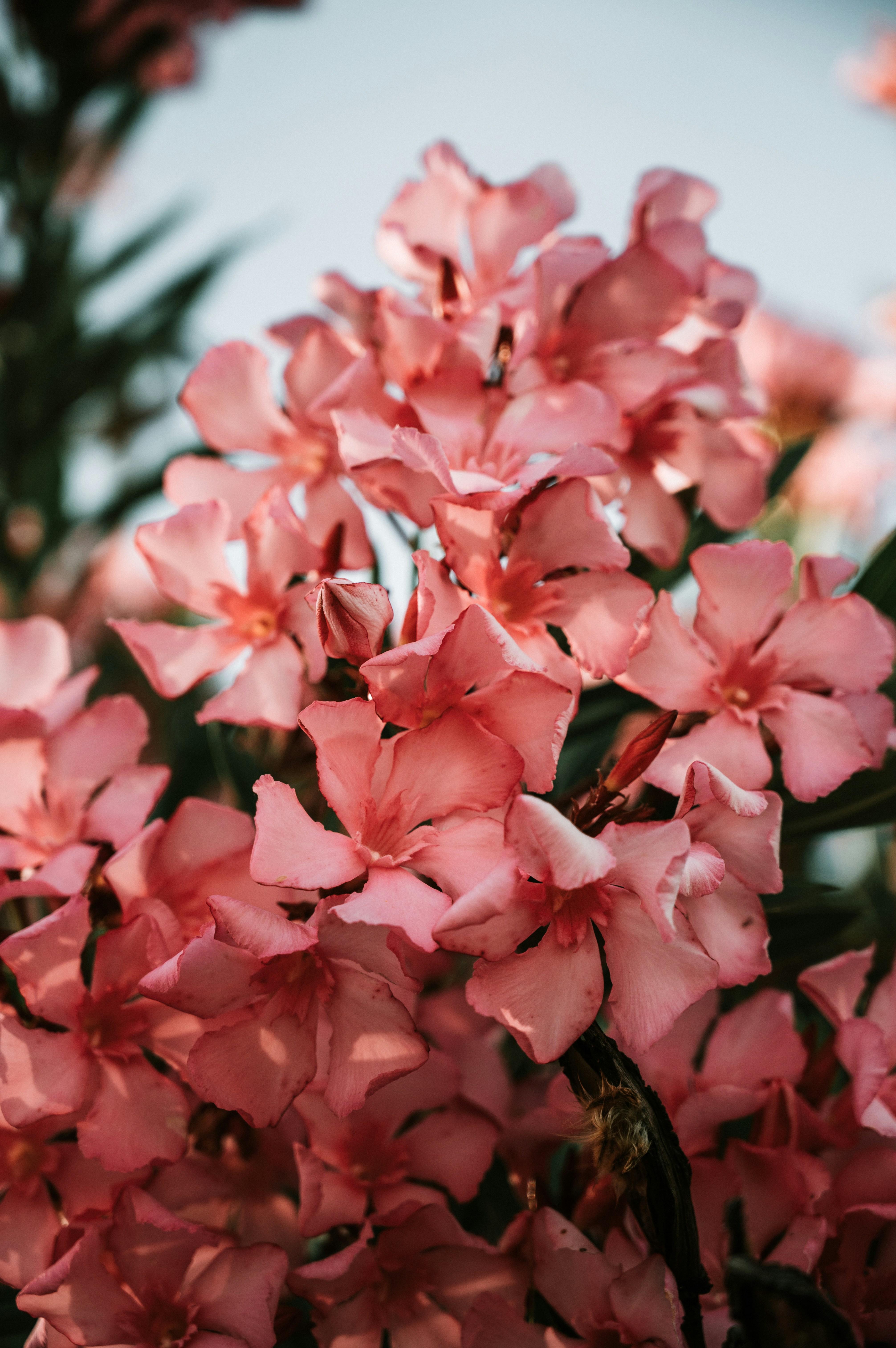 Photo by tamas_tuzeskatai