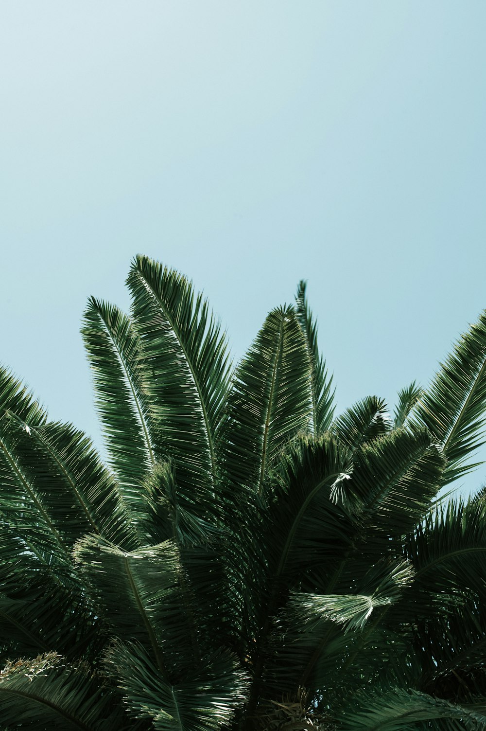 green palm tree under blue sky during daytime