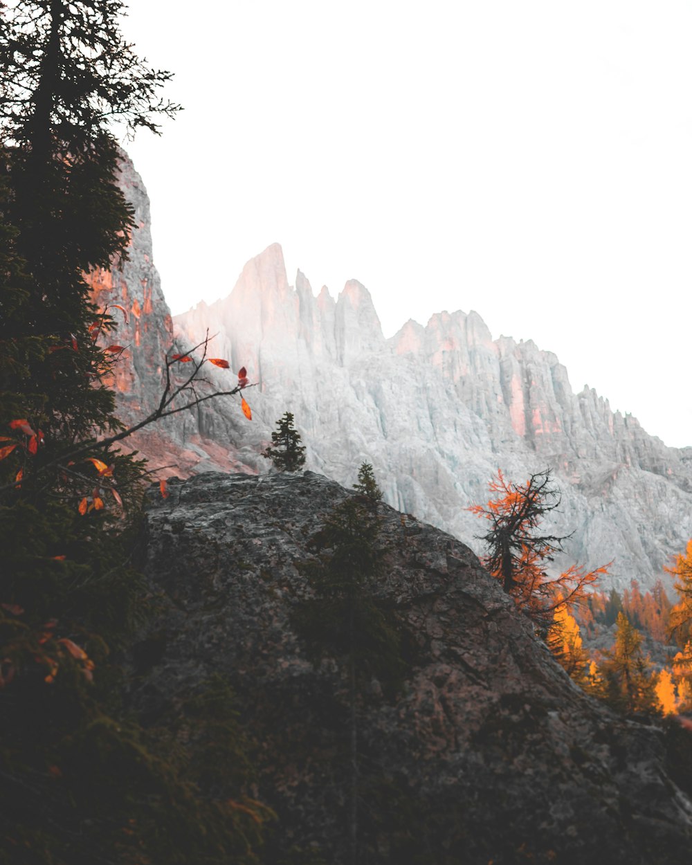 brown trees on rocky mountain during daytime