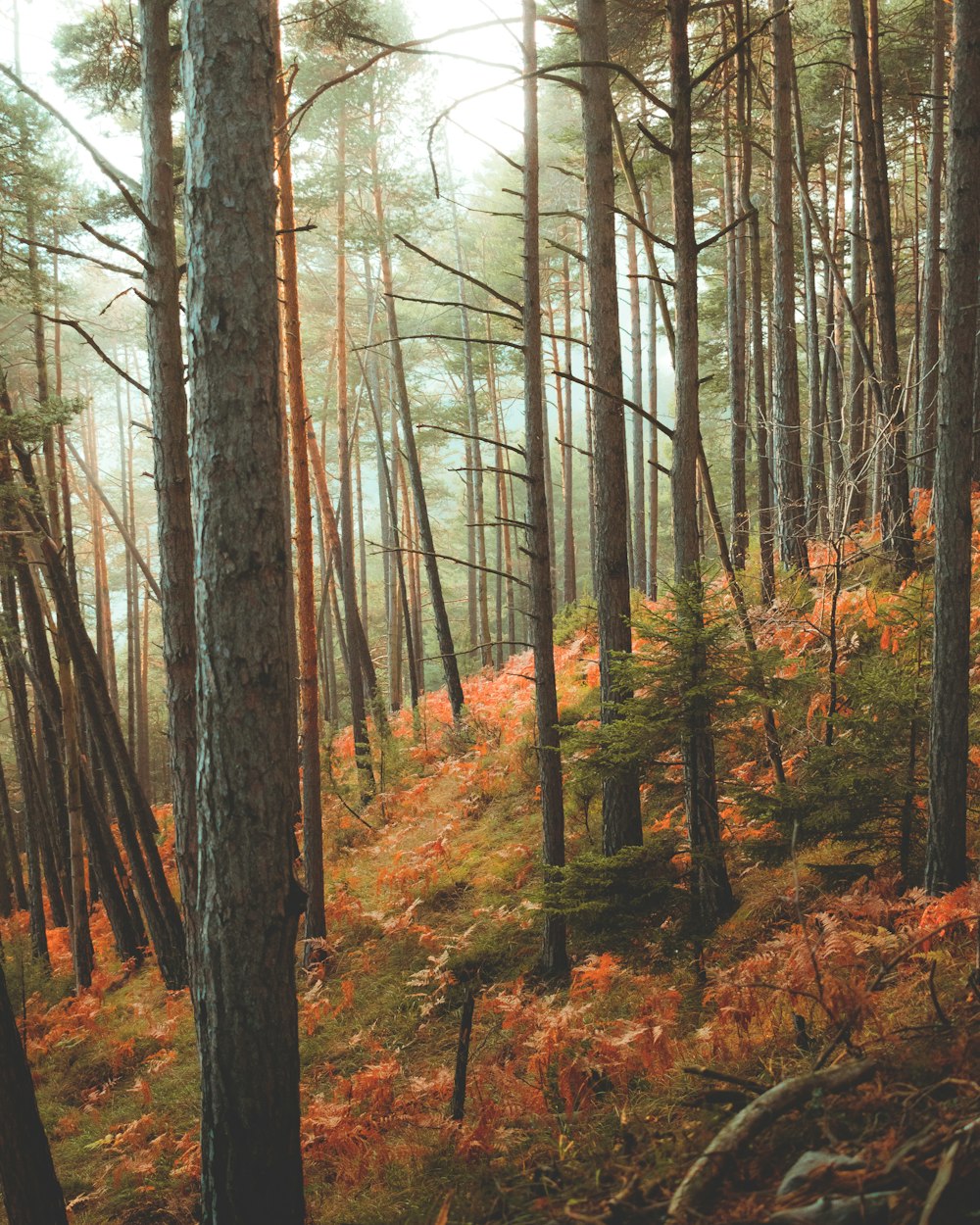 brown trees on forest during daytime