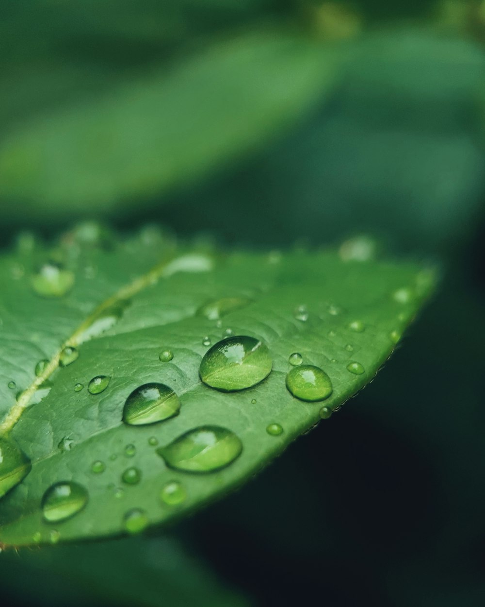 gotas de agua en la hoja verde