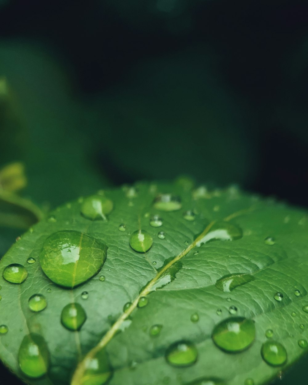 water droplets on green leaf