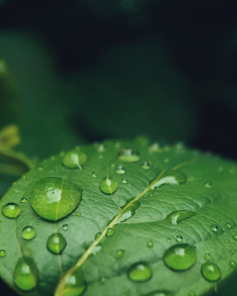 Blatt mit Wassertropfen im Regen