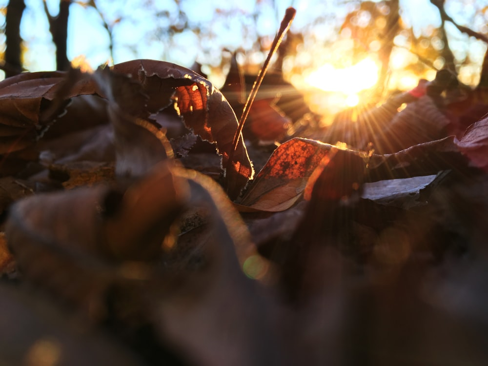 brown dried leaves on ground during daytime