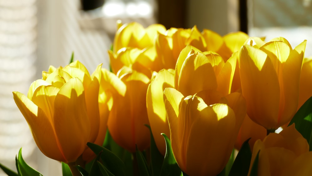 yellow tulips in bloom during daytime photo – Free Plant Image on Unsplash