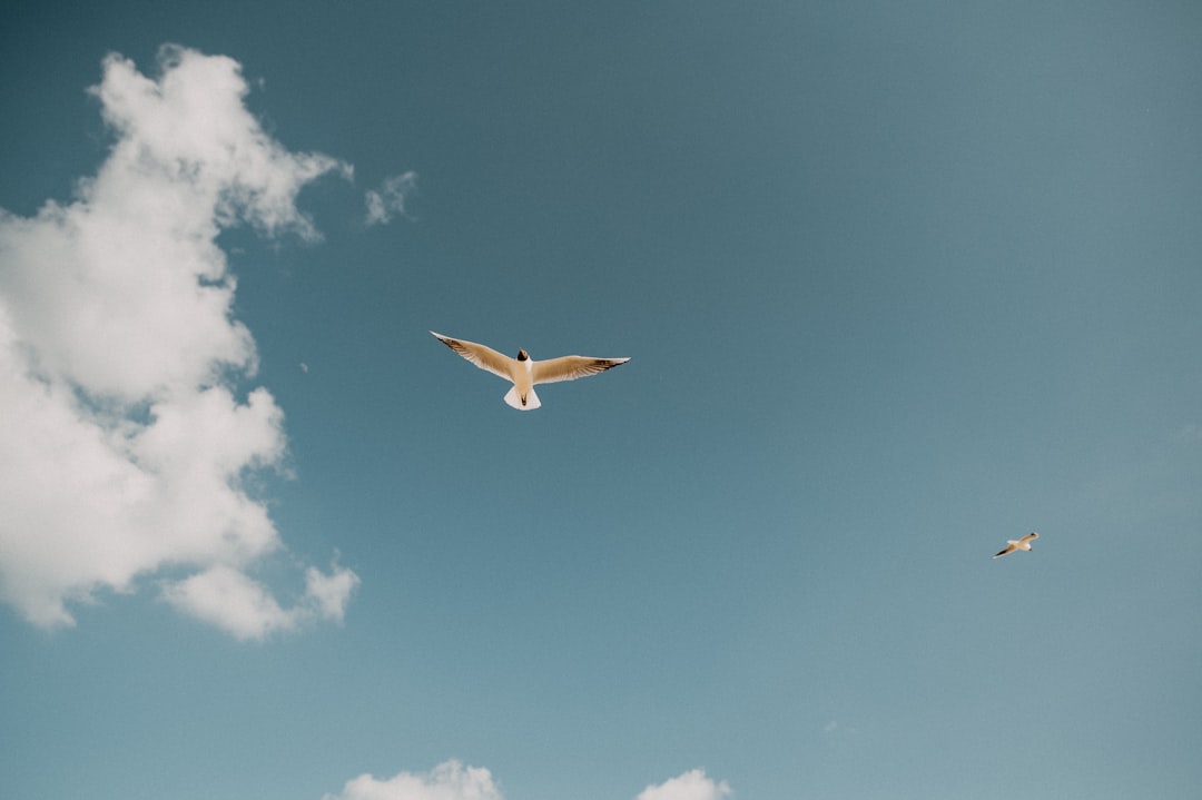 white and yellow airplane flying under blue sky during daytime