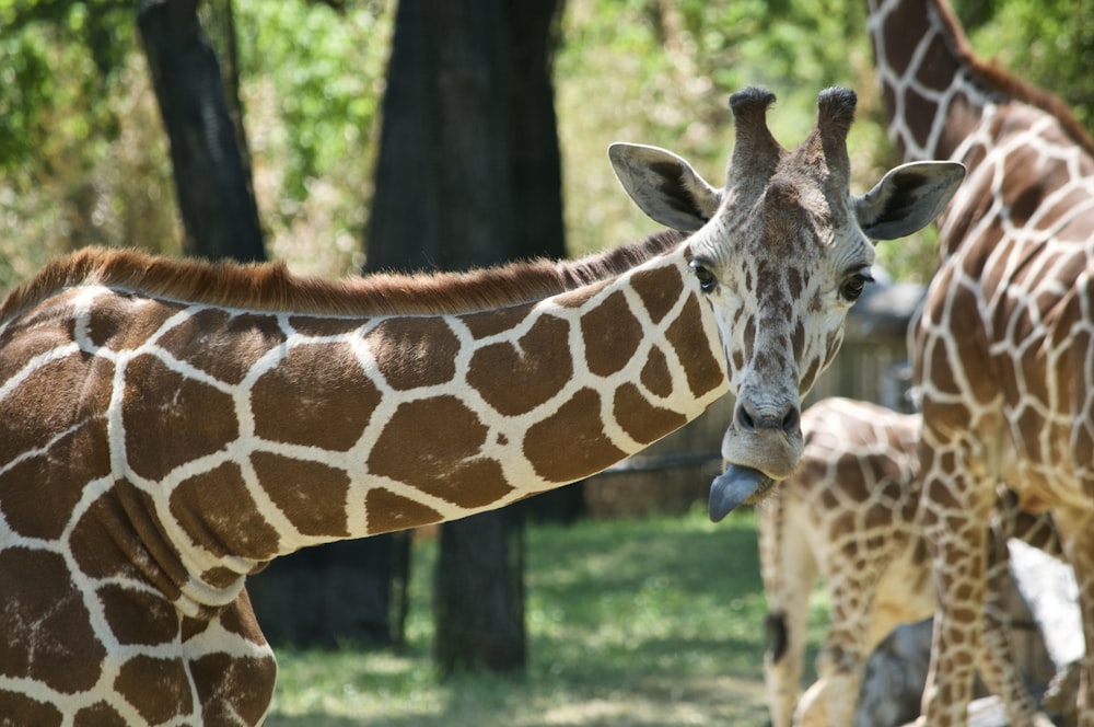 girafa marrom e branca em pé no campo de grama verde durante o dia