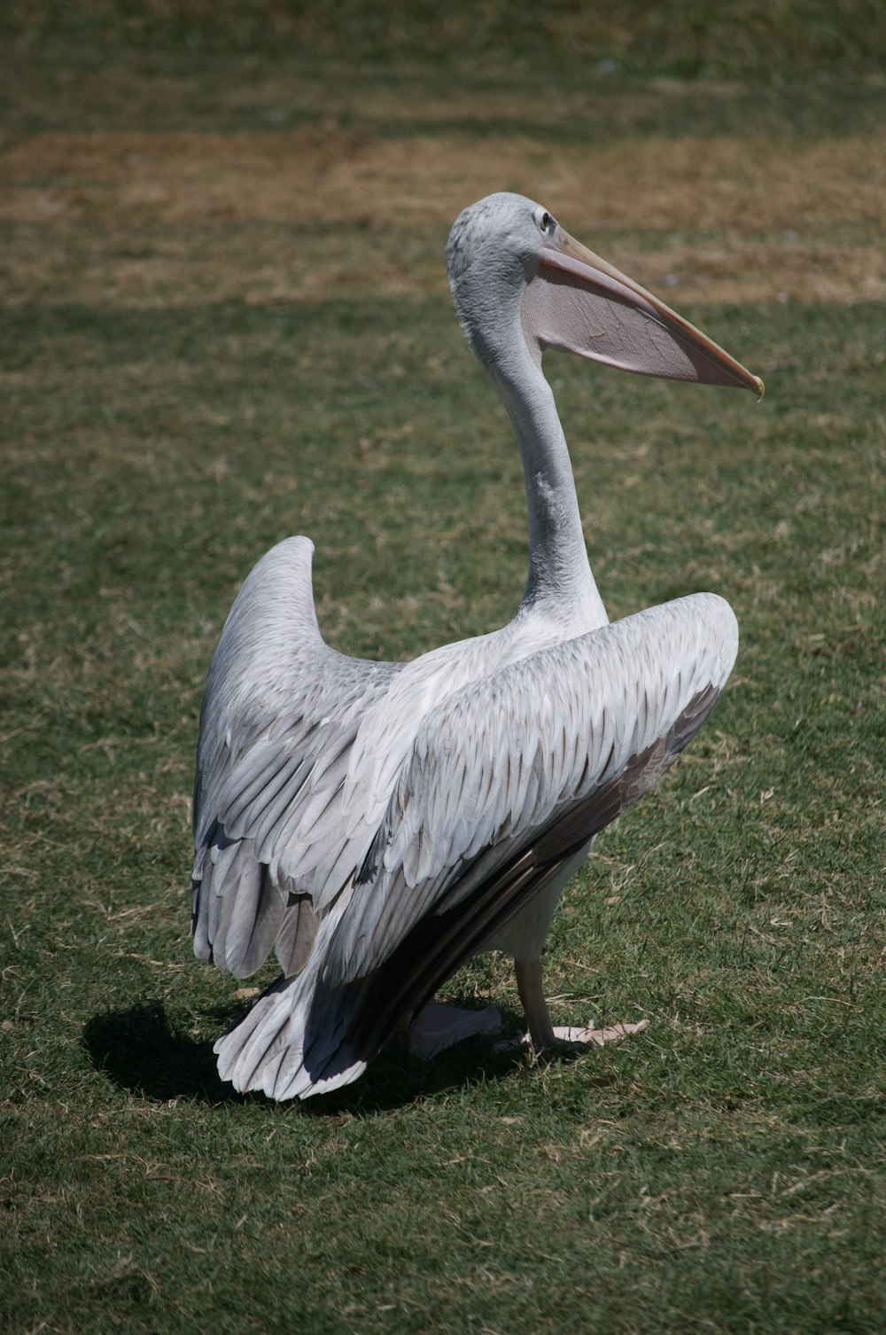 white pelican on green grass field during daytime
