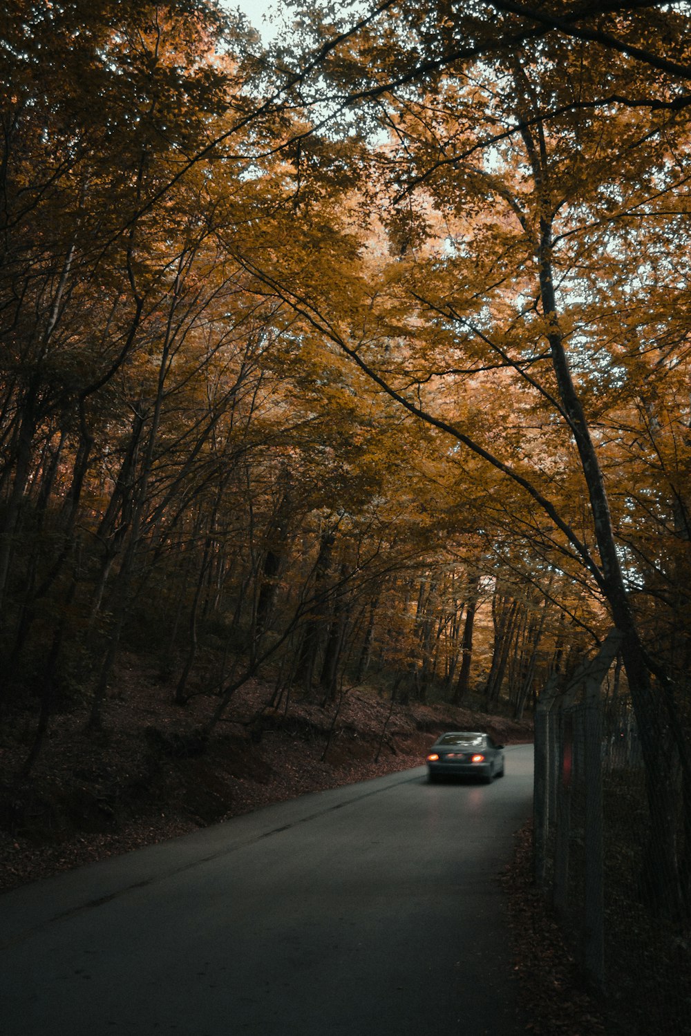 a car driving down a road surrounded by trees