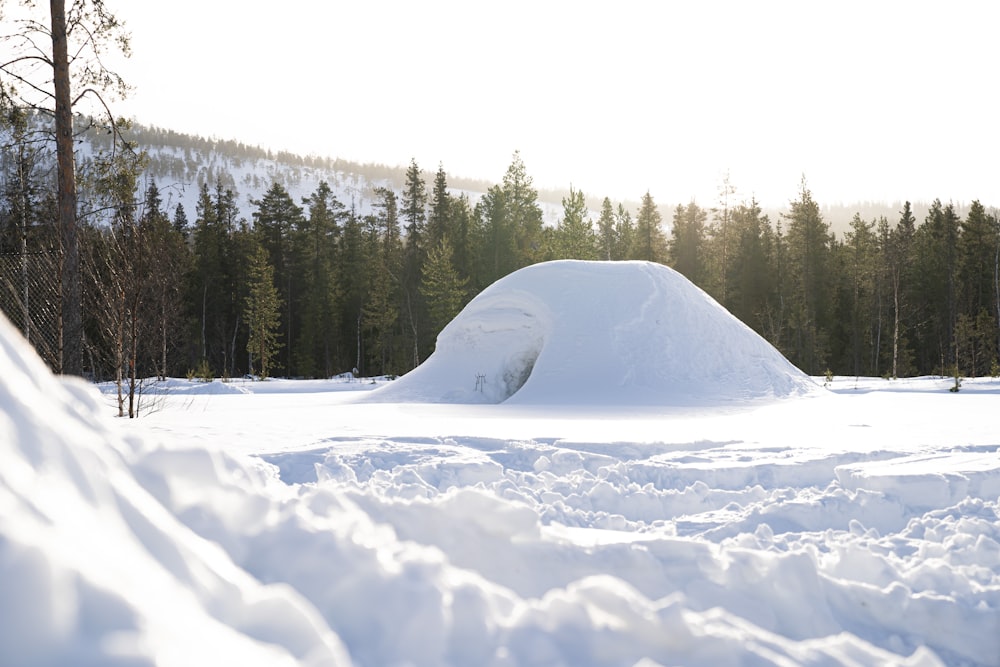 schneebedeckter Berg mit grünen Kiefern