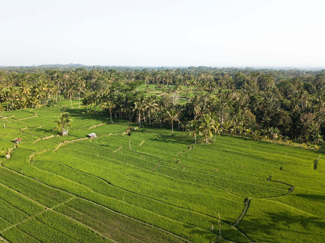 Plain photo spot Tegallalang Badung