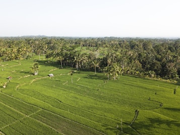 Expansive lush green rice fields are bordered by tall palm trees, stretching into the distance under a clear sky. Small huts are scattered throughout, blending into the vibrant landscape.