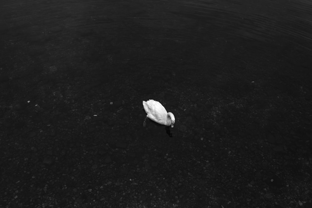 white bird on black sand
