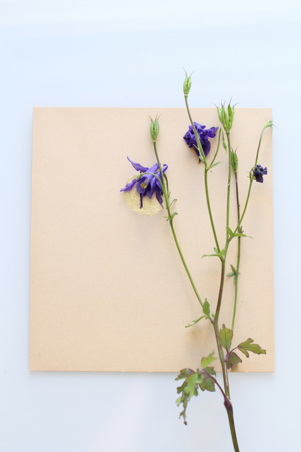 purple flower on white paper