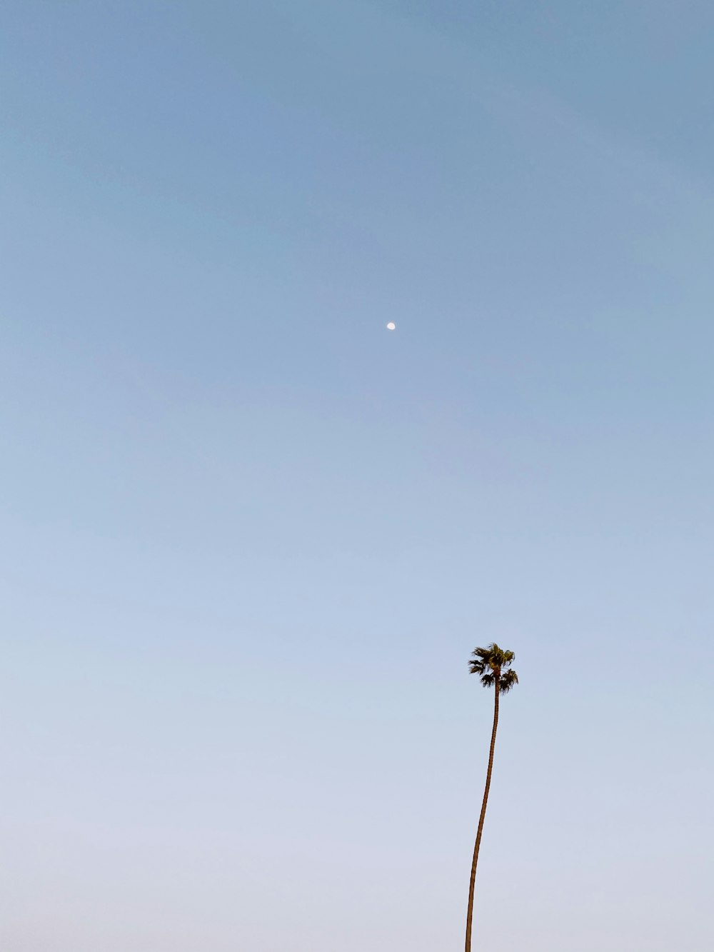 green palm tree under blue sky during daytime