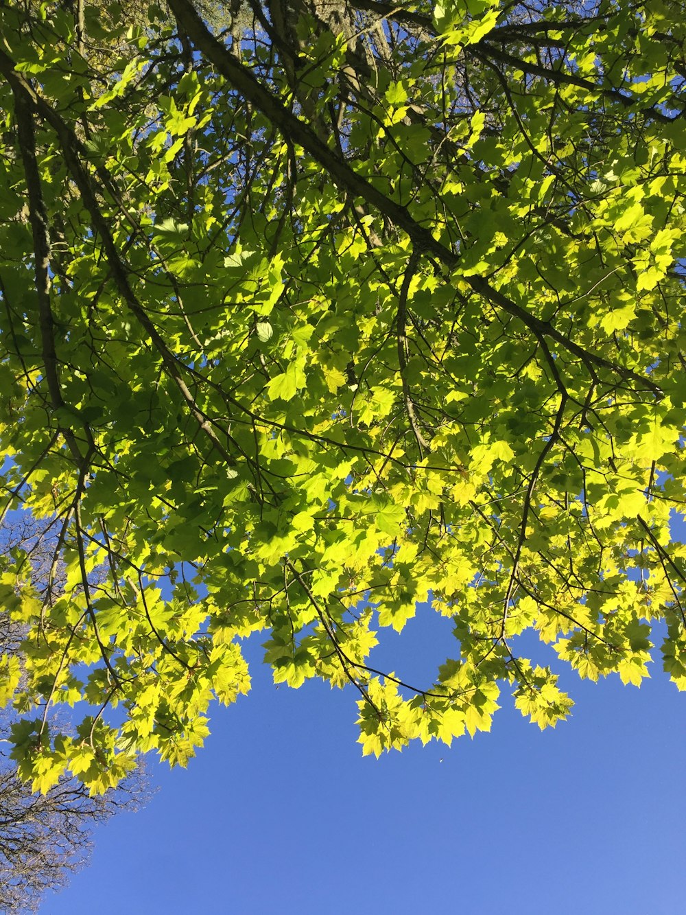 feuilles vertes sous ciel bleu pendant la journée
