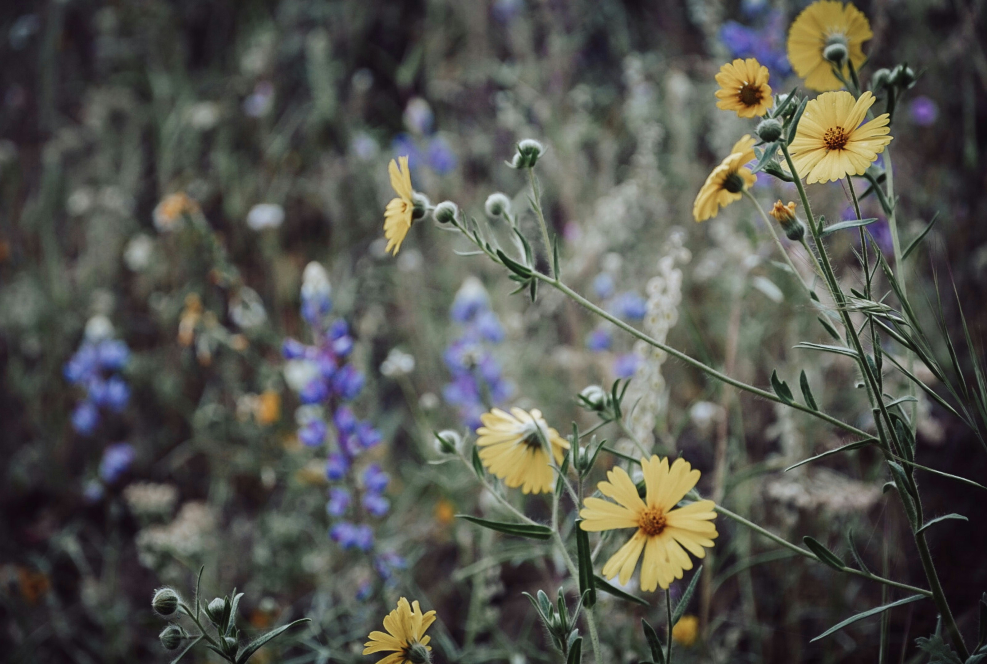 Photo by thalia_s_ruiz