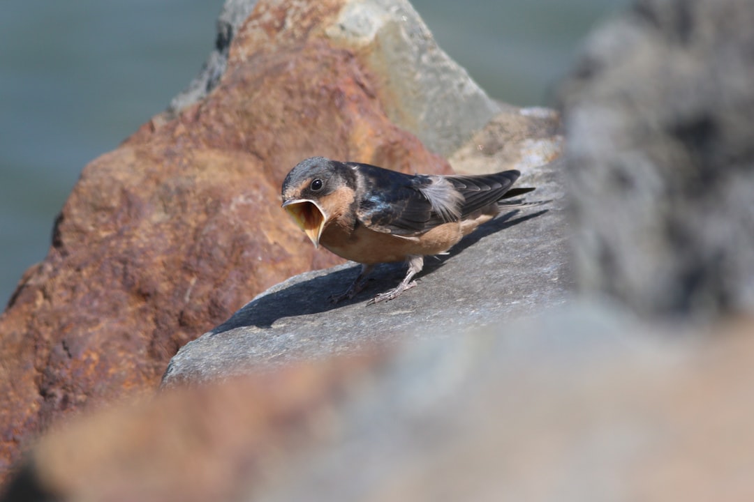 Wildlife photo spot Vancouver Sechelt