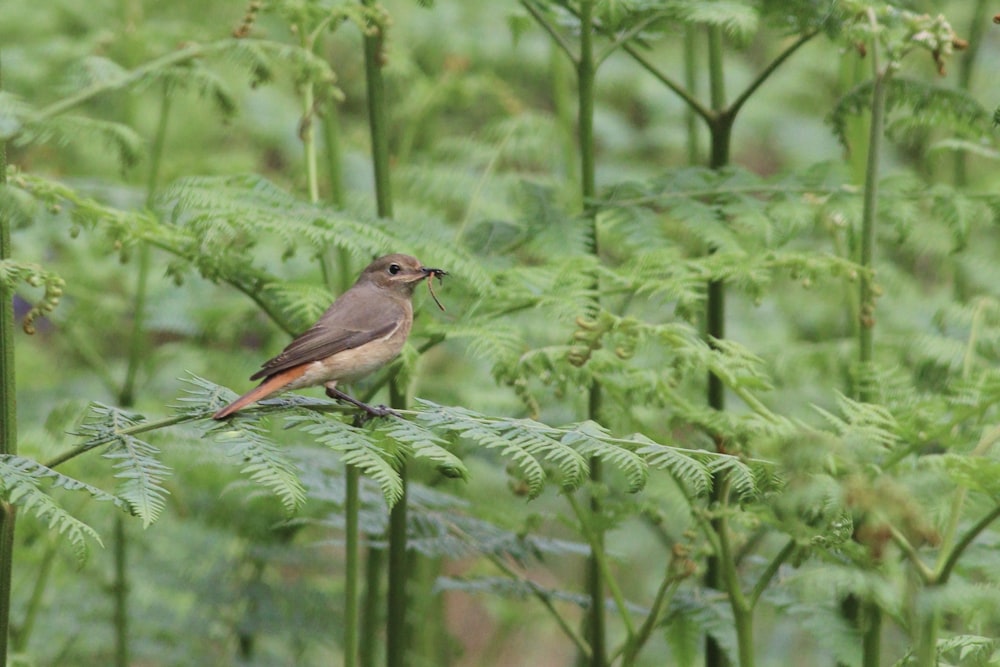 brown and gray bird on green plant