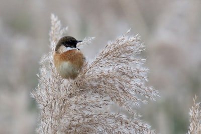 brown and white bird on brown tree branch