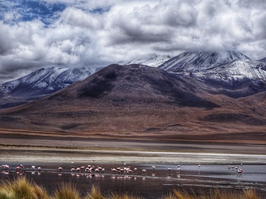 brown and white mountains under white clouds during daytime in Laguna Colorada Bolivia