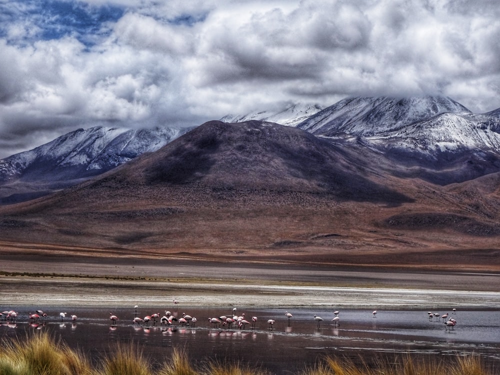 brown and white mountains under white clouds during daytime