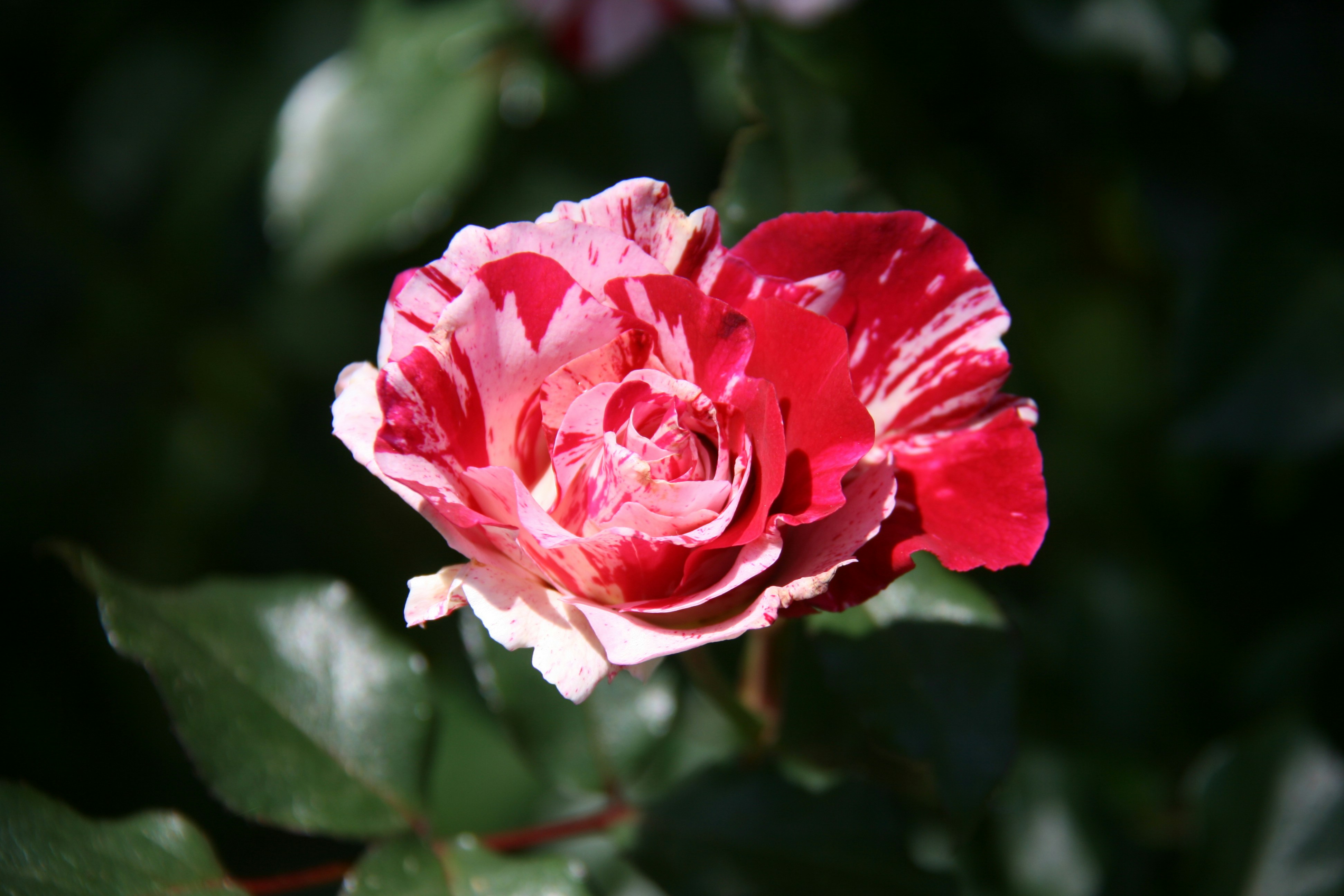 Photo by rogerskibowski